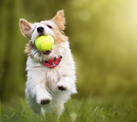 can dogs have adhd, Reddogs Shutterstock