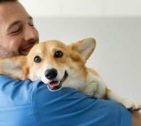 study shows how dogs feel when we hug them and you won t like it, fast stock Shutterstock