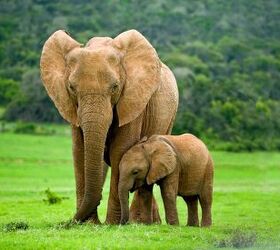 Elephants Might Use Unique Names For Each Other, Just Like Us Humans