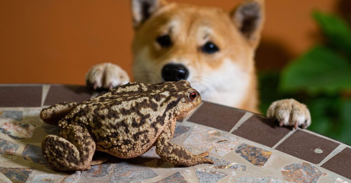 Angela Vuckovic Journalist Profile Intelligent Relations angela-vuckovic-journalist-profile-intelligent-relations