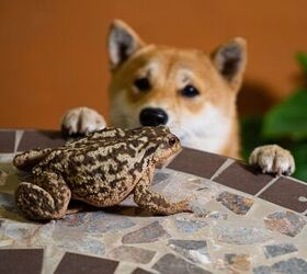 what to do if my dog licks or eats a toad, Iness la luz Shutterstock