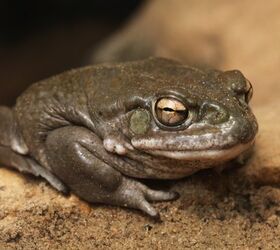 what to do if my dog licks or eats a toad, Colorado toad Vladimir Wrangel Shutterstock