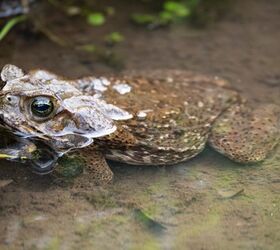 what to do if my dog licks or eats a toad, Cane toad Gualberto Becerra Shutterstock