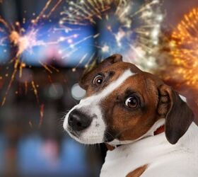 what can i do if my dog runs away during fireworks, Billion Photos Shutterstock
