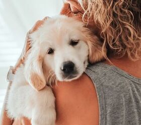 Puppy Blues is a Real Thing – Just Like Baby Blues, Study Shows