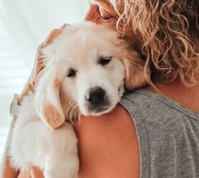 puppy blues is a real thing just like baby blues study shows, MariaTsygankova Shutterstock