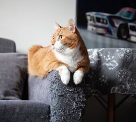 Scientists Reveal Why Cats Scratch Furniture and How to Stop It