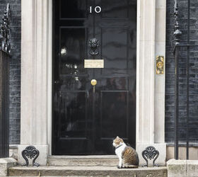 10 Downing's New PM Better Like Cats!