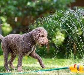 expert shares tips on how to exercise your dog on hot summer days, Jne Valokuvaus Shutterstock