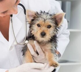 veterinarians warn about rise in deadly parvo cases, Photo credit wavebreakmedia Shutterstock com