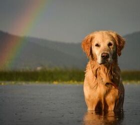 People Online are Losing it Over Real-Life Rainbow Bridge Memorial