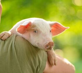 study finds pet pigs don t bond with their humans like dogs, Photo credit The Len Shutterstock com