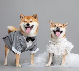 Dog Weddings Are The Latest Trend in China – And It’s Adorable