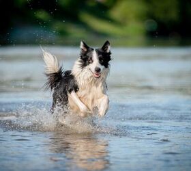 What is Water Intoxication in Dogs?