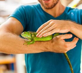 how do i keep my reptile from overheating, Photo credit Cocos Bounty Shutterstock com