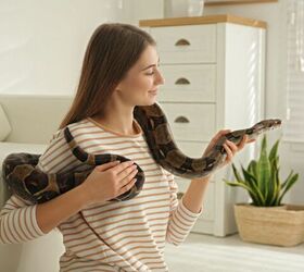 how do i keep my reptile from overheating, Photo credit New Africa Shutterstock com