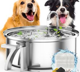 Do Dogs Sweat? | PetGuide