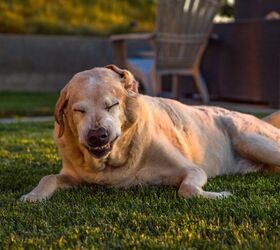 what is reverse sneezing in dogs, c3cinema Shutterstock