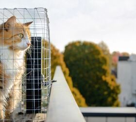 what is the best catio for my cat, Photo credit sophiecat Shutterstock com