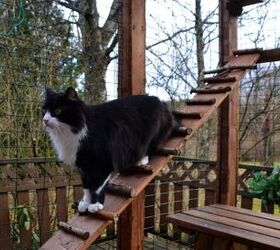 what is the best catio for my cat, Photo credit SariMe Shutterstock com