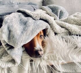 Why Do Dogs Burrow in Their Blankets?