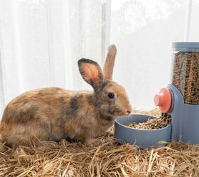 what should i do if my rabbit stops eating, Photo credit Kaewmanee jiangsihui Shutterstock com