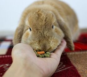 what should i do if my rabbit stops eating, Photo credit PIMPIKA 070432 Shutterstock com