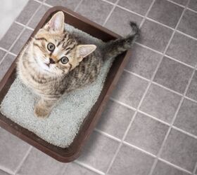 does my cat need a litter box when travelling, Photo credit Andrey Kuzmin Shutterstock com