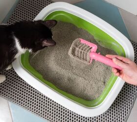 does my cat need a litter box when travelling, Photo credit Strigana Shutterstock com