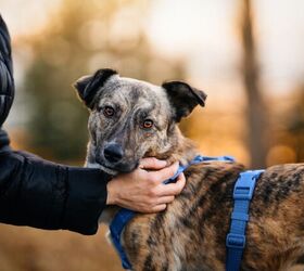 how do i train my dog to wear a harness, Photo credit kathrineva20 Shutterstock com