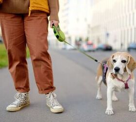 how do i train my dog to wear a harness, Photo credit Maria Sbytova Shutterstock com