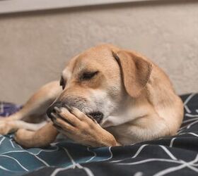 Why Do Dogs Lick Their Wounds?