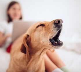 Scientists Developing AI Technology To Decipher Your Dog’s Barking
