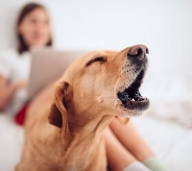 scientists developing ai technology to decipher your dogs barking, Zivica Kerkez Shutterstock