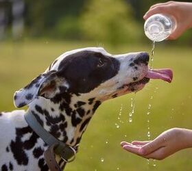 How to Tell If a Dog Is Dehydrated?