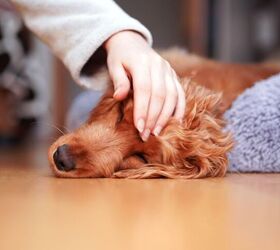 Self-Harming in Pets - What Triggers It?