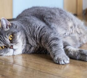 Chubby Kitties Are Helping Study Obesity in People