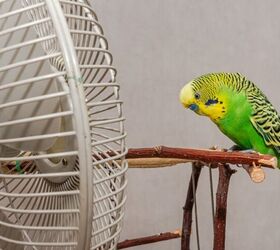 Can Parrots Overheat? Keeping Your Pet Bird Cool in the Summer