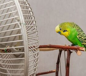 can parrots overheat keeping your pet bird cool in the summer, Volodymyr Nik Shutterstock