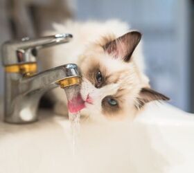 how much water should a cat drink, Angela Kotsell Shutterstock