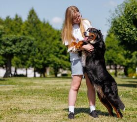 Dogs Can Smell When You’re Stressed