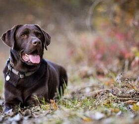 missing 80 year old woman found thanks to her loyal dog, Photo credit Pap Gyozo Shutterstock com