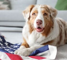 presidential candidates don t have pets but their running mates do, Photo Credit Pixel Shot Shutterstock com