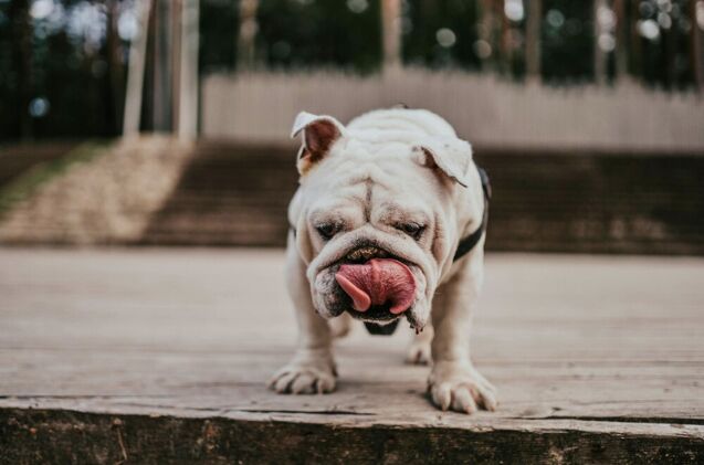 What Are Appeasement Behaviors in Dogs? | PetGuide