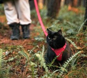 Can Cats Get Lyme Disease?