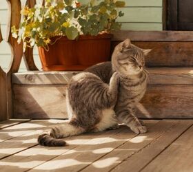 can cats get lyme disease, Photo credit IRINA ORLOVA Shutterstock com