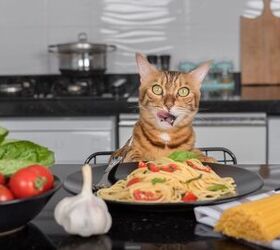 cats crave carbs dogs love fat and that s okay, Photo Credit Amerigo images Shutterstock com