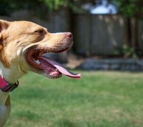 Can Dogs Suffer From Asthma?