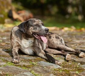 can dogs suffer from asthma, Photo credit Peter Gudella Shutterstock com