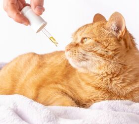 What Do I Do if My Cat Ingests Marijuana? PetGuide